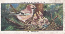 Birds & Their Young 1938,  Players Cigarette Card - 21 Jay - Player's