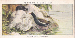 Birds & Their Young 1938,  Players Cigarette Card - 23 Moorhen - Player's