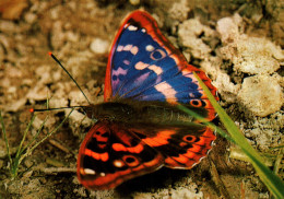 CPM - PAPILLON - Petit Mars Changeant - Edition Engadin Press AG - Papillons