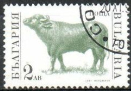 BULGARIE - Taureau (Bos Primigenius Taurus) - Vaches