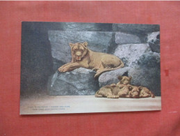 Barbary Lion & Cubs   . New York Zoo    Ref 6160 - Lions