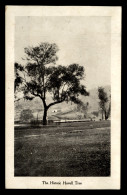 Albury - Hovell Tree - Albury