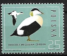 Poland - MNH ** 1985 :   Common Eider  -  Somateria Mollissima - Canards