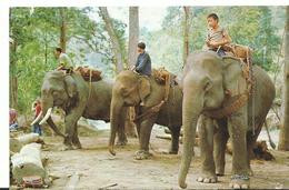 Thailand    Trained  Elephants  Before Performing - Thaïlande