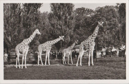 Girafe - Munchener Tierpark Hellaubrunn - Netz Giraffen - Jirafas