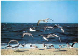 United States > MA - Massachusetts > Cape Cod Gulls Hovering - Cape Cod