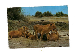 Lions Avec Leur Proie.Expédié à Tournai (Belgique) - Kenya