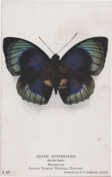 Exotic Butterflies Agrias Beata Antique Butterfly Postcard - Papillons