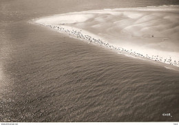 Waddenzee, Zeehonden Luchtfoto RA5196 - Sonstige & Ohne Zuordnung