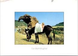 20-8-2023 (2 T 60) Sardegna Donkey - Ane - Anes