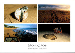 20-8-2023 (2 T 60) Australia - QLD- Turtle In Mon Repos - Tortugas