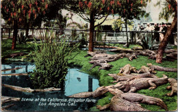 California Los Angeles Scene At The California Alligator Farm  - Los Angeles