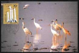 Cina/China/Chine: Maximum, Gru Bianca, White Crane, Grue Blanche, (Grus Leucogeranus) - Grues Et Gruiformes