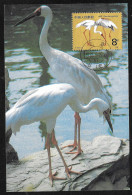 Cina/China/Chine: Maximum, Gru Bianca, White Crane, Grue Blanche, (Grus Leucogeranus) - Grues Et Gruiformes