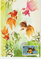 HONG-KONG Goldfish ,  Maximum-card - Tarjetas – Máxima