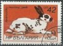 BULGARIE -  Lapin Anglais Tacheté (Oryctolagus Cuniculus Forma  Domestica) - Konijnen