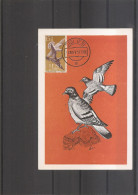Ifni - Oiseaux ( CM De 1957 à Voir) - Ifni