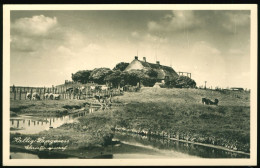 Orig. Foto AK Hallig Langeness, Christianswarf - Halligen