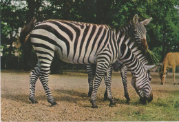 Zebra - Zebres - Zebras - Grants Zebra - Eunus Guagga Granti - Zebras