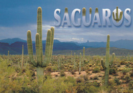 CPM - SAGUAROS CACTUS - Cactussen