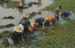 SIAM(RIZ) - Thaïlande