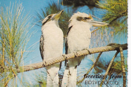 AUSTRALIE(EIDSVOLD) OISEAU - Autres & Non Classés