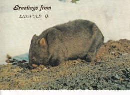 AUSTRALIE(EIDSVOLD) WOMBAT - Andere & Zonder Classificatie