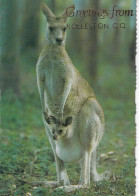 AUSTRALIE(ROLLESTON) KANGOUROU - Sonstige & Ohne Zuordnung