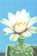 Pocket Calendar, Cactus With Blossom, 1990 - Small : 1981-90