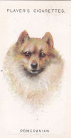 Dogs (Heads) By Wardle 1925 - Players Cigarette Cards - 22 Pomeranian - Player's