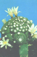 Pocket Calendar, Cactus With Blossoms, 1990 - Small : 1981-90