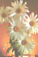 Pocket Calendar, Flowers, Daisy, 1990 - Small : 1981-90