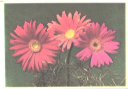 Pocket Calendar, Flowers, Daisy, 1990 - Small : 1981-90