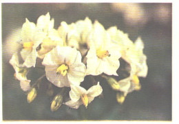 Pocket Calendar, Flowers, 1990 - Small : 1981-90