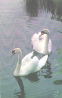 Pocket Calendar, Birds, Swans, 1989 - Small : 1981-90