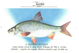 Pocket Calendar, Fish, Rutilus Rutilus, 1989 - Small : 1981-90