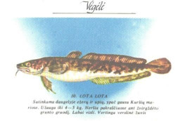 Pocket Calendar, Fish, Lota Lota, 1989 - Small : 1981-90