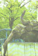 Pocket Calendar, Kaliningrad Zoo, Elephants, 1989 - Small : 1981-90