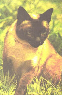 Pocket Calendar, Cat On Grass, 1989 - Small : 1981-90