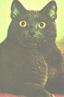Pocket Calendar, Black Cat, 1989 - Small : 1981-90