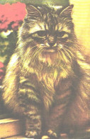 Pocket Calendar, Siting Cat, 1989 - Small : 1981-90