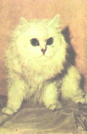 Pocket Calendar, White Cat, Kitten, 1989 - Small : 1981-90