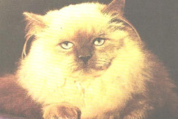 Pocket Calendar, Looking Cat, 1989 - Small : 1981-90