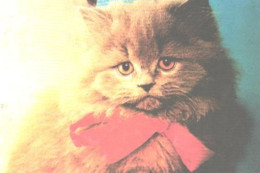 Pocket Calendar, Cat With Tie, 1989 - Small : 1981-90