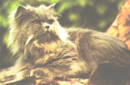 Pocket Calendar, Grey Cat On Tree, 1989 - Small : 1981-90