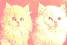 Pocket Calendar, 2 White Kittens, Cats, 1989 - Small : 1981-90