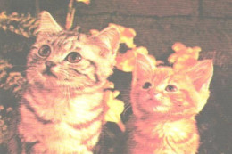 Pocket Calendar, 2 Looking Kittens, Cats, 1989 - Small : 1981-90