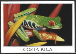 COSTA RICA. Carte Postale écrite En 2016. Grenouille. - Costa Rica
