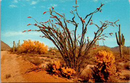 Cactus Ocotillo And Giant Saguaro  - Sukkulenten