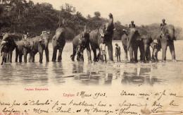 SRI LANKA CEYLON Les Eléphants - Sri Lanka (Ceylon)